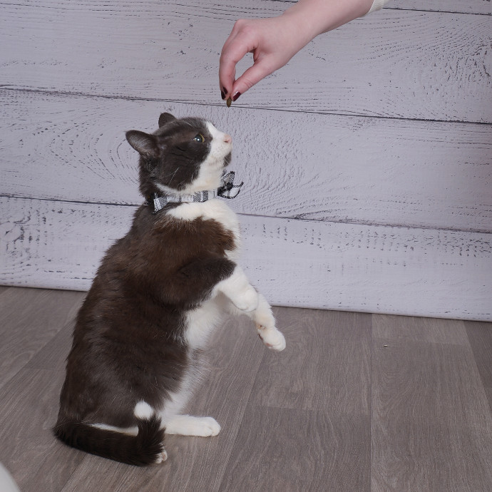 Your Kitty's New Bestie