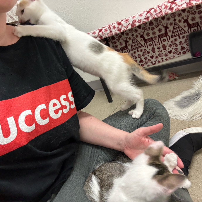 Your Kitty's New Bestie