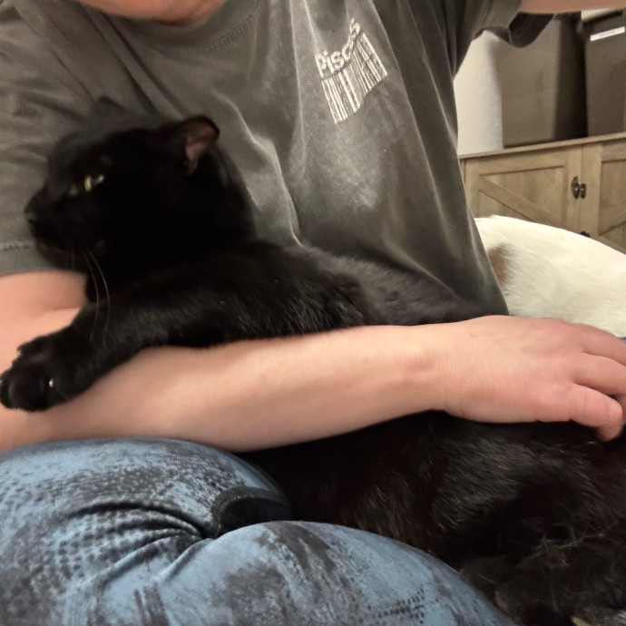 Your Kitty's New Bestie