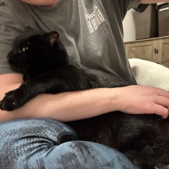 Your Kitty's New Bestie