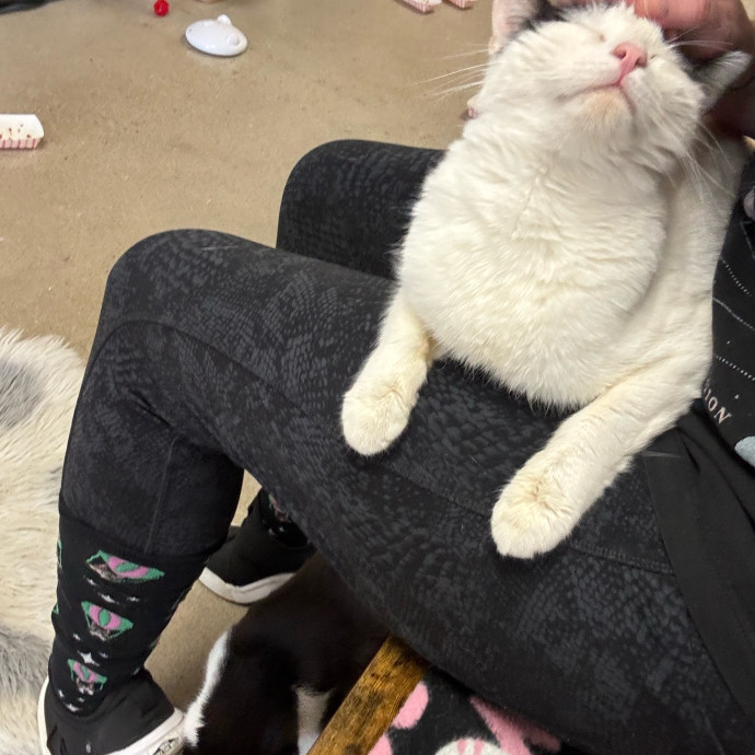 Your Kitty's New Bestie