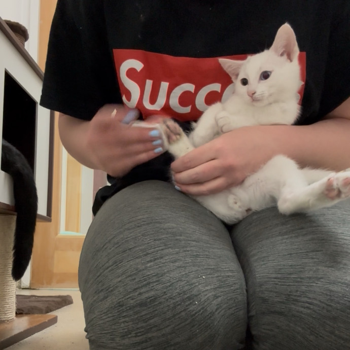 Your Kitty's New Bestie