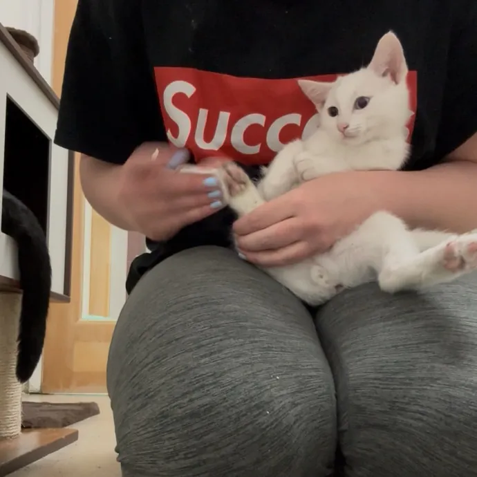Your Kitty's New Bestie