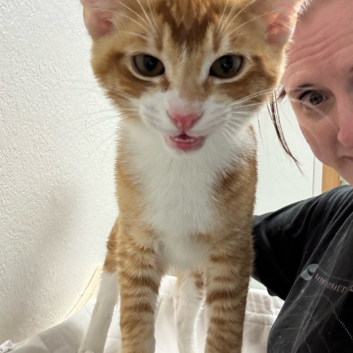 Your Kitty's New Bestie