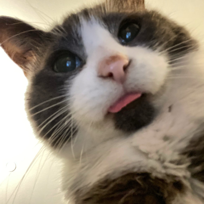 Your Kitty's New Bestie