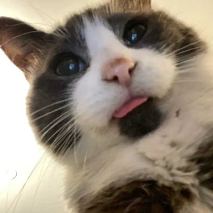 Your Kitty's New Bestie