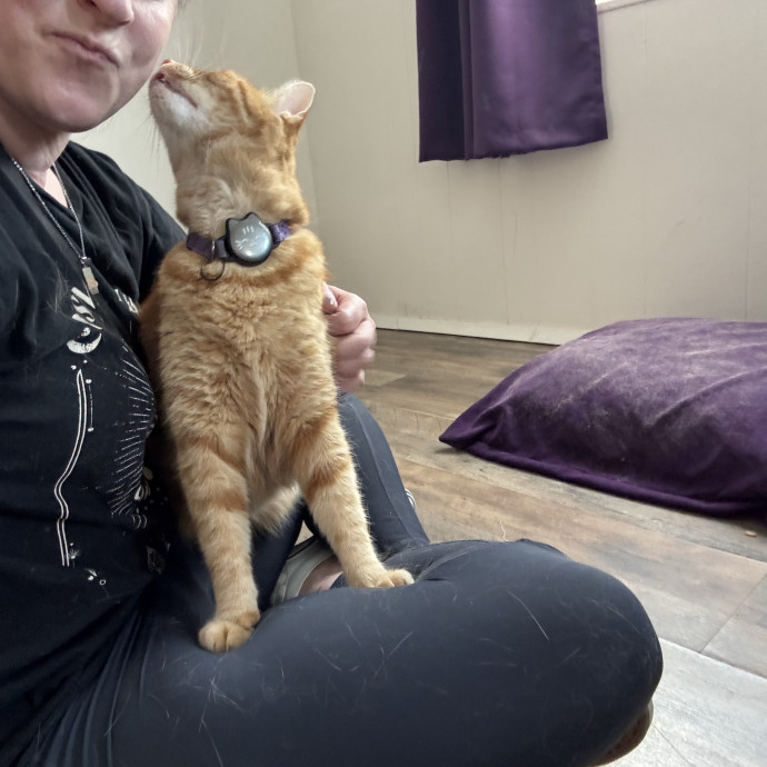 Your Kitty's New Bestie