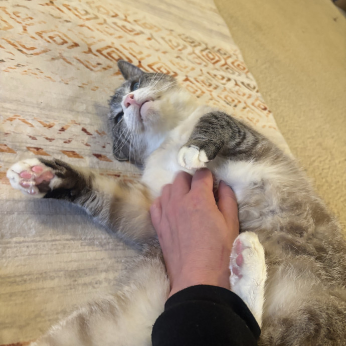 Your Kitty's New Bestie