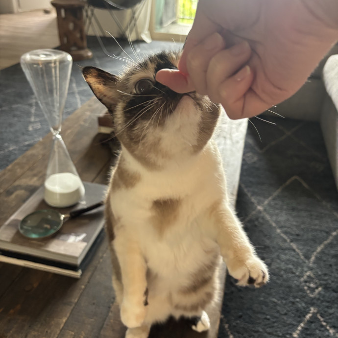 Your Kitty's New Bestie