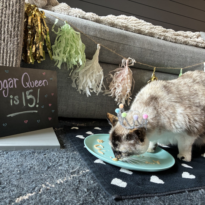 Your Kitty's New Bestie photo 3