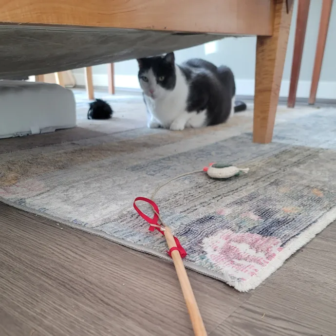 Ingri Catmother Of 2