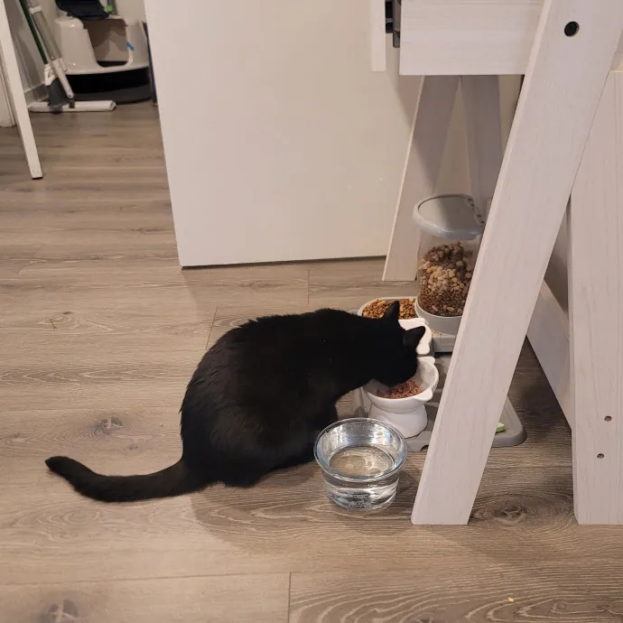 Ingri Catmother Of 2