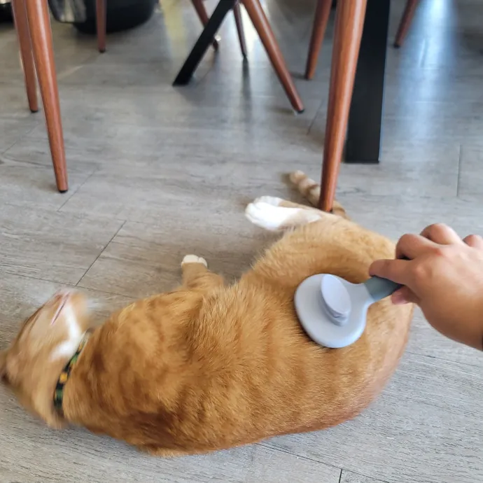 Ingri Catmother Of 2