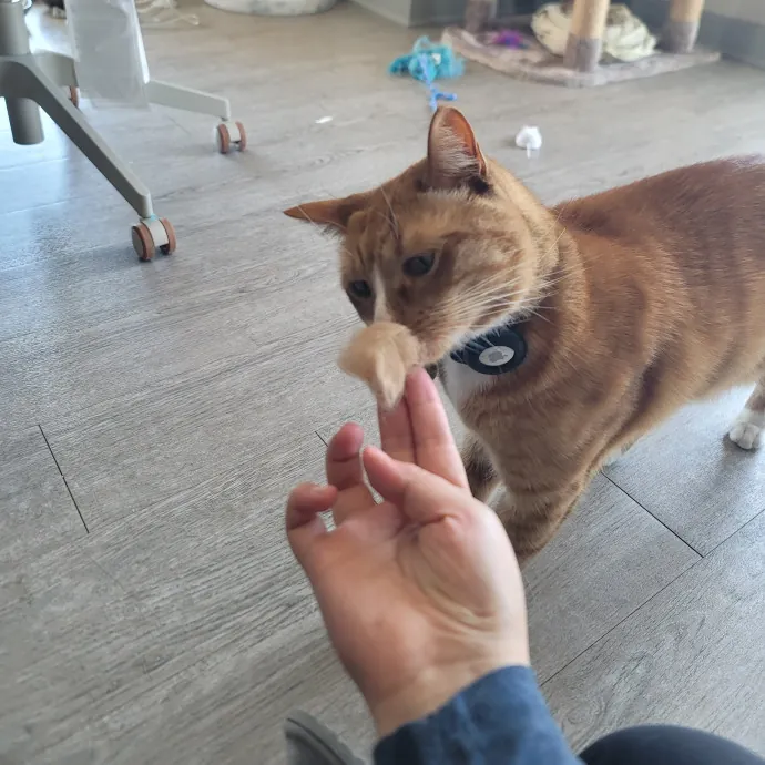 Ingri Catmother Of 2