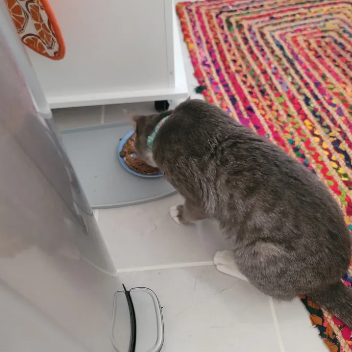 Ingri Catmother Of 2