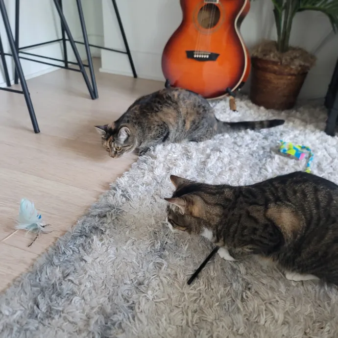 Ingri Catmother Of 2