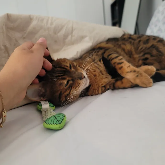 Ingri Catmother Of 2