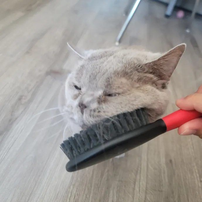 Ingri Catmother Of 2