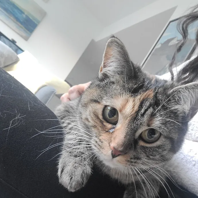 Ingri Catmother Of 2