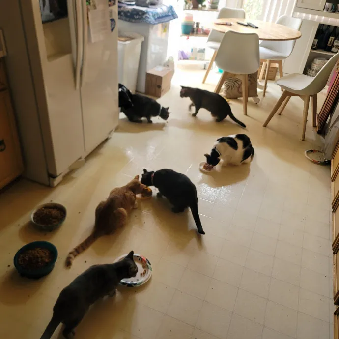 Ingri Catmother Of 2