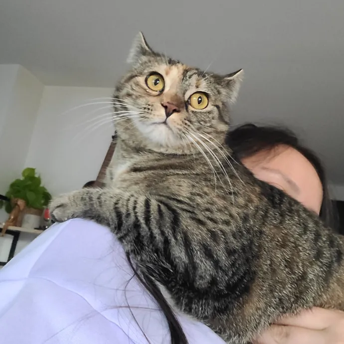 Ingri Catmother Of 2