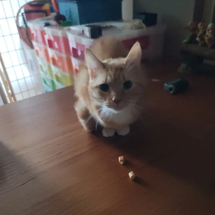 Ingri Catmother Of 2
