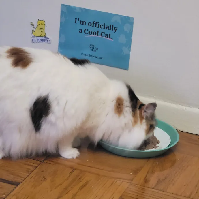 Ingri Catmother Of 2