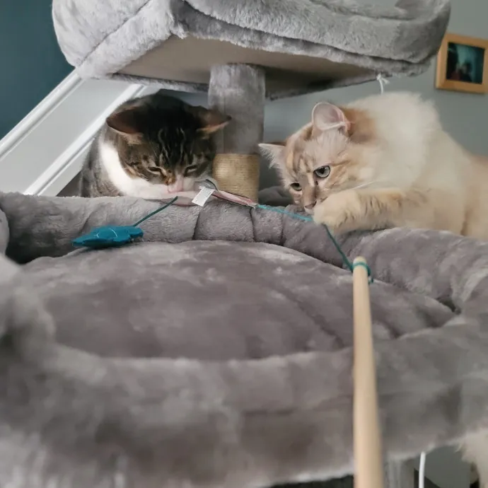 Ingri Catmother Of 2
