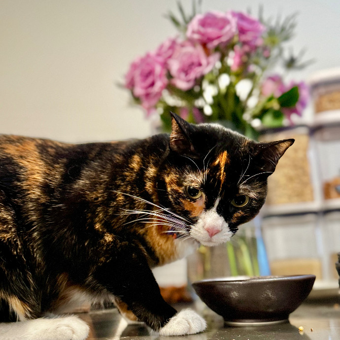 Cap Hill Cat Crazy