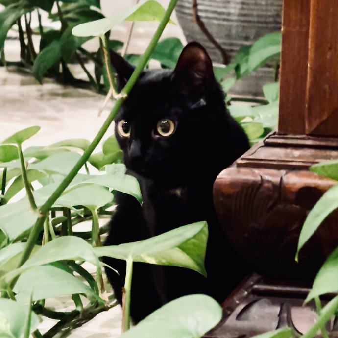 Cap Hill Cat Crazy