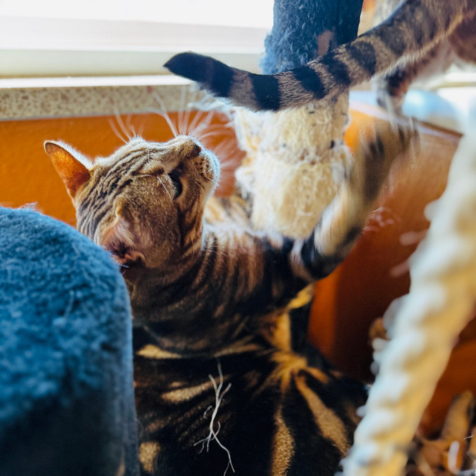 Cap Hill Cat Crazy