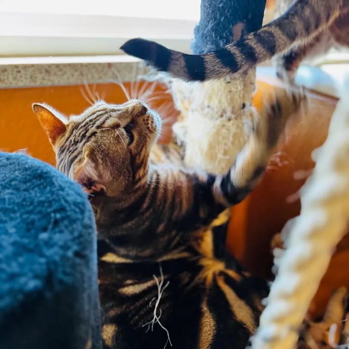 Cap Hill Cat Crazy