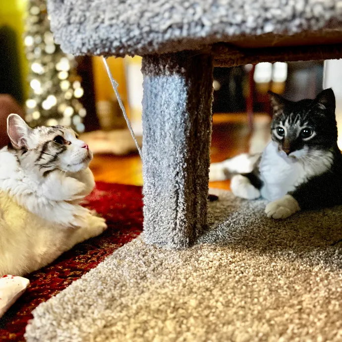 Cap Hill Cat Crazy