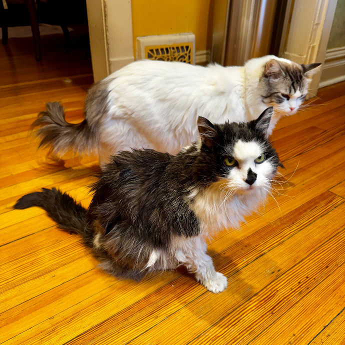 Cap Hill Cat Crazy