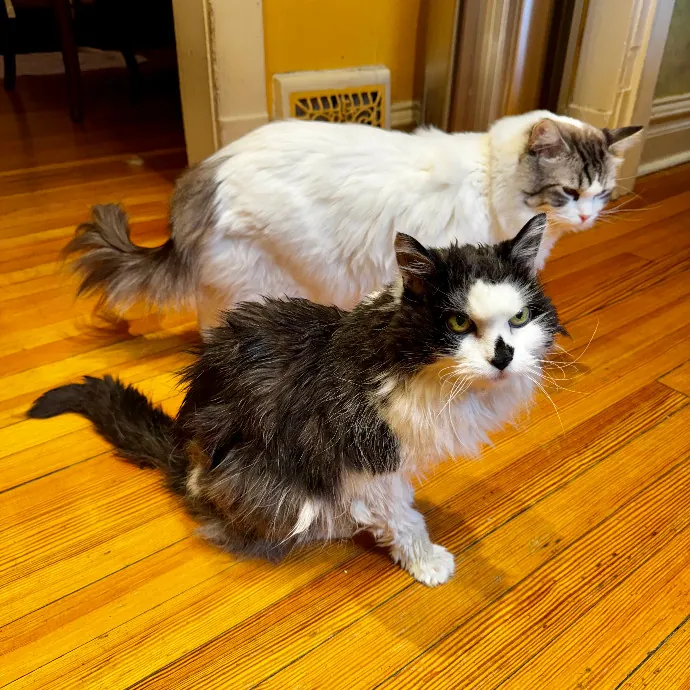 Cap Hill Cat Crazy