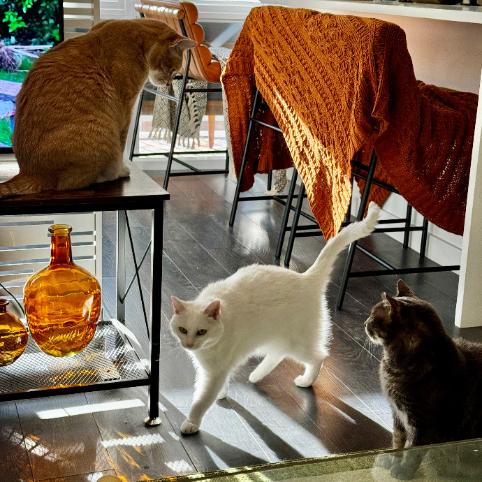 Cap Hill Cat Crazy