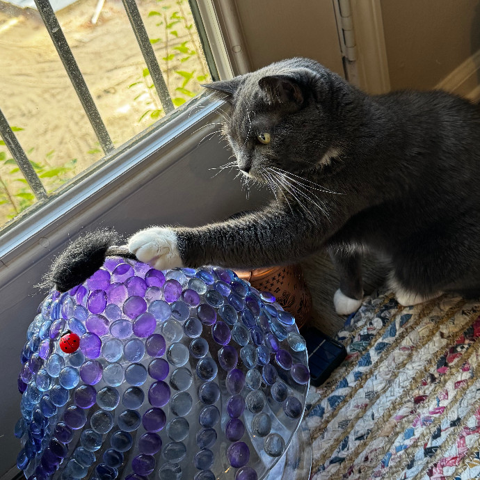Cap Hill Cat Crazy