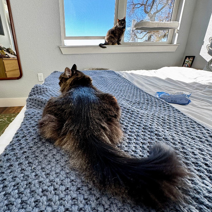 Cap Hill Cat Crazy