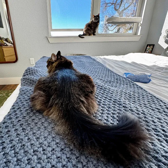 Cap Hill Cat Crazy