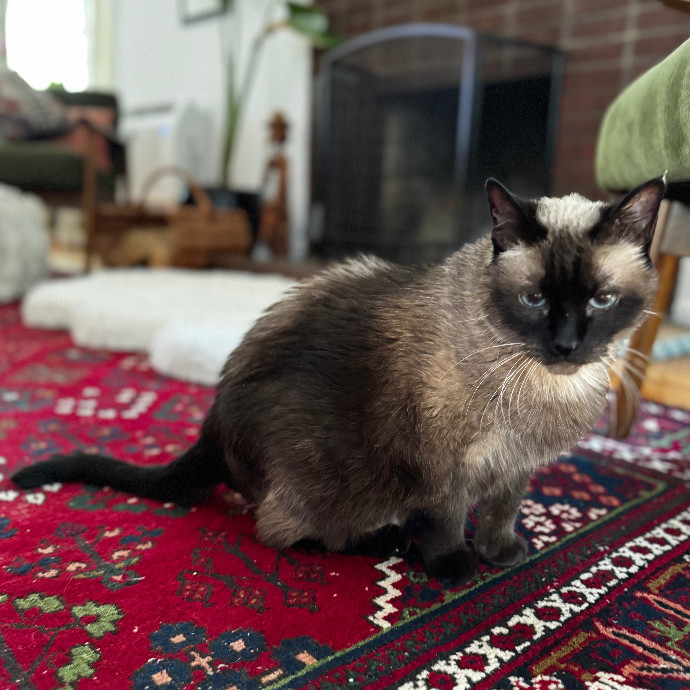 Cap Hill Cat Crazy