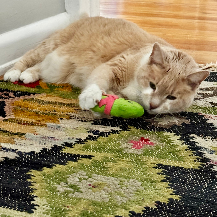 Cap Hill Cat Crazy