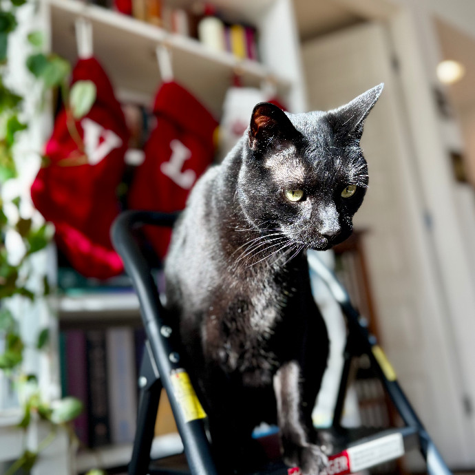 Cap Hill Cat Crazy