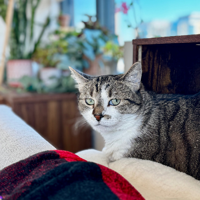 Cap Hill Cat Crazy