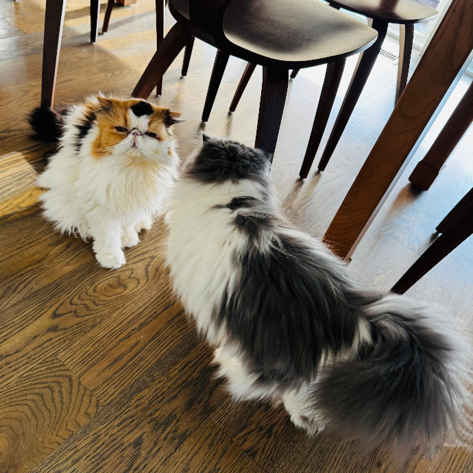 Cap Hill Cat Crazy