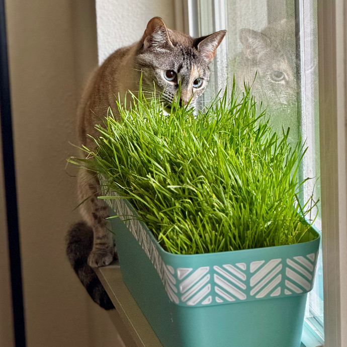 Cap Hill Cat Crazy