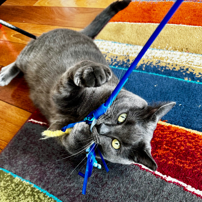 Cap Hill Cat Crazy