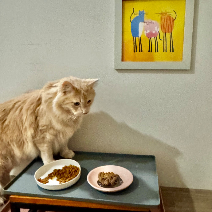 Cap Hill Cat Crazy