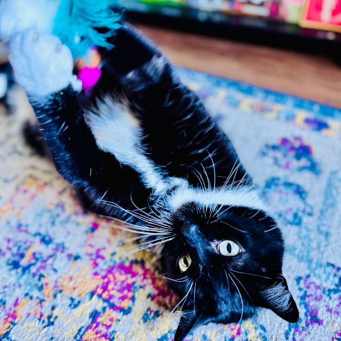 Cap Hill Cat Crazy