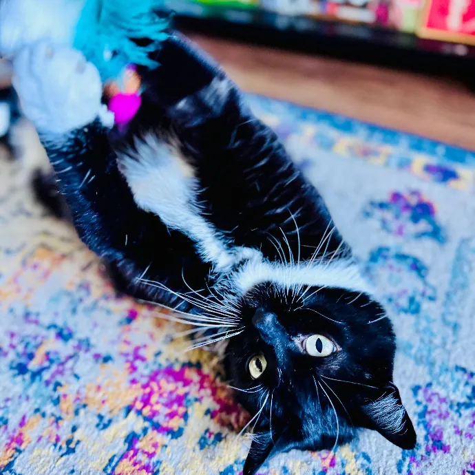 Cap Hill Cat Crazy