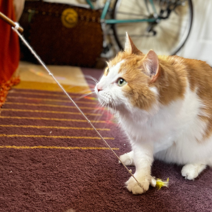 Cap Hill Cat Crazy